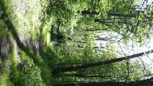 Vertical Video of Forest Landscape in Summer Slow Motion alt
