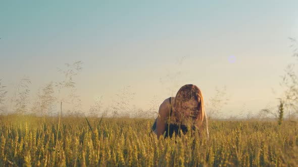 A Woman Who at Sunset Mows the Ripe Ears of Wheat with a Sickle. The Girl Cuts the Golden Ears of alt