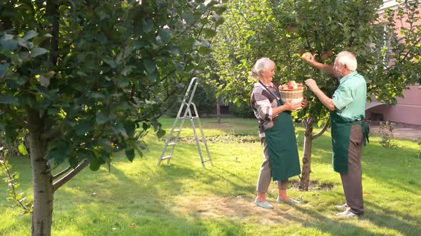 Couple with Basket Picking Apples. alt