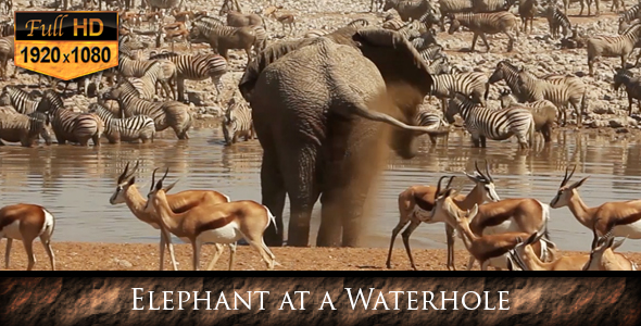 Elephant at a Waterhole