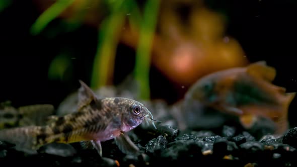 Aquarium And Corydoras Catfish alt