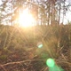 Evening Forest At Sunset - VideoHive Item for Sale