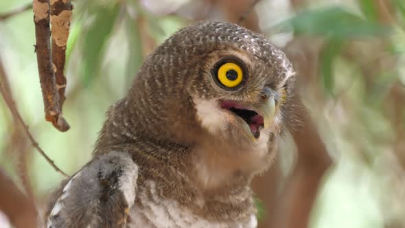 Close up from a Pearl-spotted owlet looking around and starts hooting alt