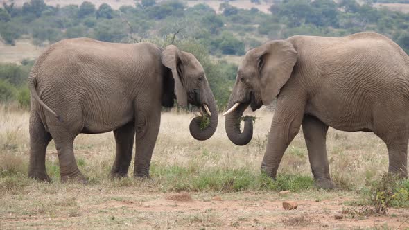 Two african elephants eating grass alt
