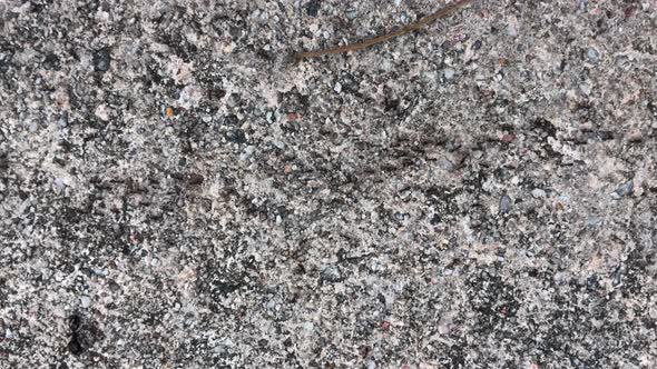 ants on a walkwaying fast in lines . still video. vertical view alt