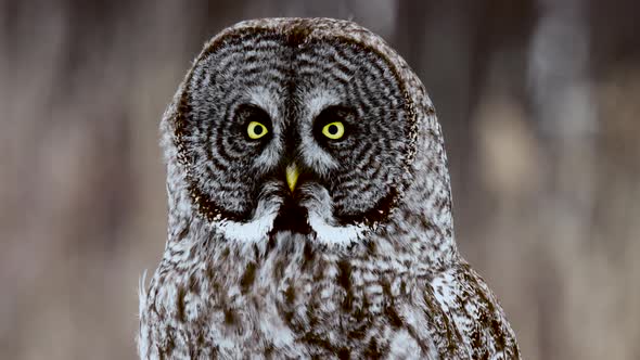 Great Grey Owl perched with blurred cornfield background alt