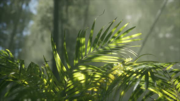 Bright Light Shining Through the Humid Misty Fog and Jungle Leaves alt