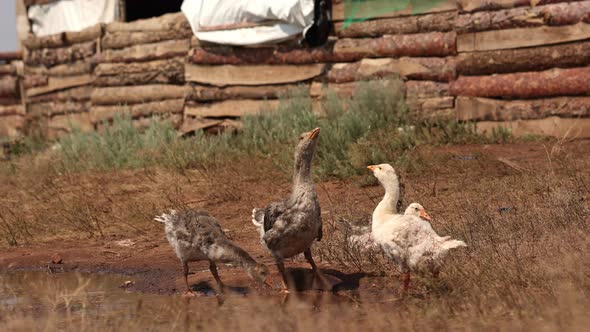 Countryside Landscape with Goslings in Poultry Yard on Green Grass