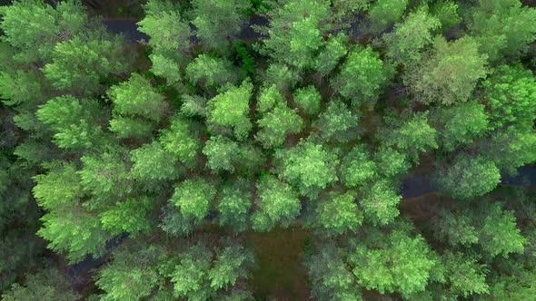 View of the forest from helicopters alt