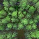 View of the forest from helicopters - VideoHive Item for Sale