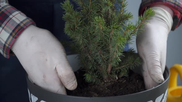 Hands of Male Gardener Transplant Small Fir Tree Into New Pot in Studio on Gray Background alt