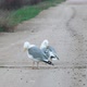 Two Yellowlegged Gulls Stand on the Road and Clean Their Wings and Feathers - VideoHive Item for Sale