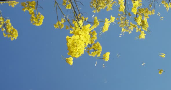 Low Angle View of Yellow Flowers Trembling on Wind Petals Falling on Blue Sky Background. Natural