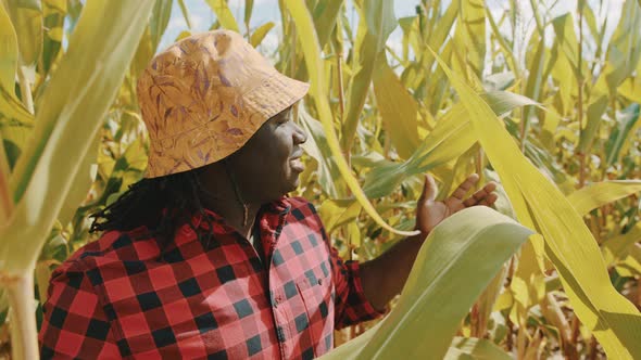 African Farmer in the Corn Field Showing Around and Touching the Leaves alt