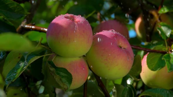 Drops of Rain Falling Down on Juicy Apple on Branch alt