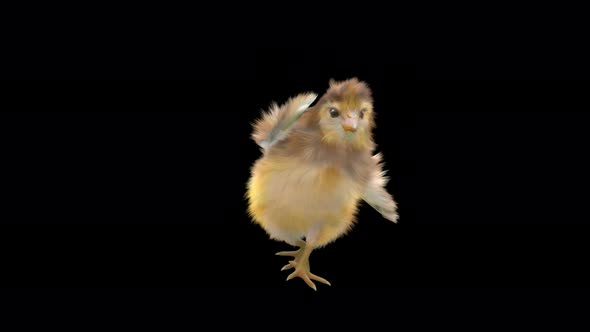 27 Baby Chicks Dancing 4K alt
