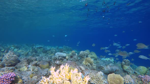 Tropical Coral Garden Marine Life alt