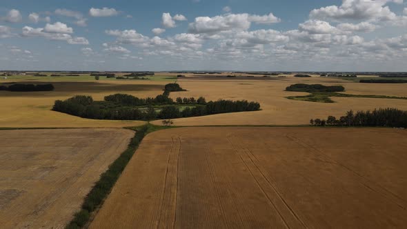 Large crops of golden brown wheat out in the rural countryside on a sunny blue sky day. Wide angle a alt