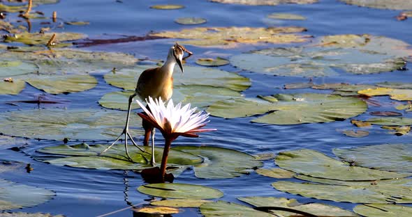 bird African jacana, Namibia Africa wildlife alt