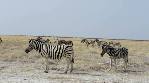 Zebra in african etosha bush, Namibia. Africa wildlife alt