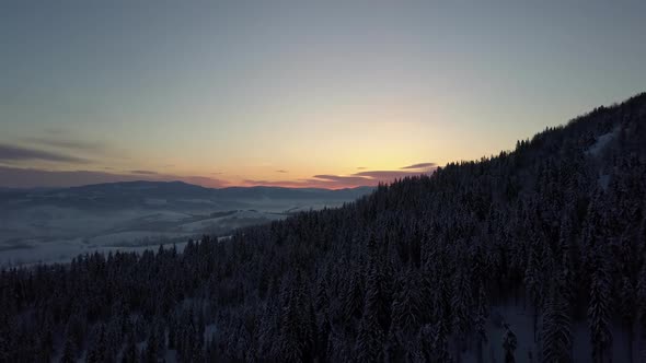 Aerial View of Carpathian Mountains in Winter at Sunrise. Flight Over Mountains Covered with Spruce alt