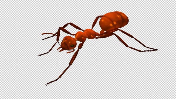 Red Ant - Crawling Loop - Side View