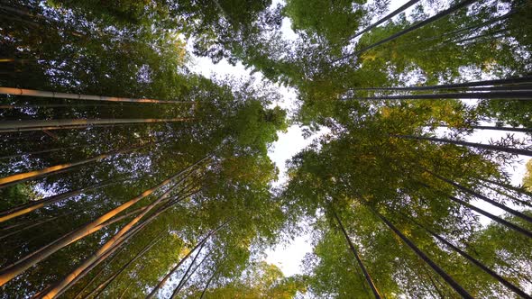 Arashiyama bamboo forest in Japan