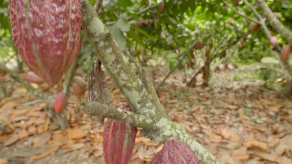 Cocoa tree in South America alt