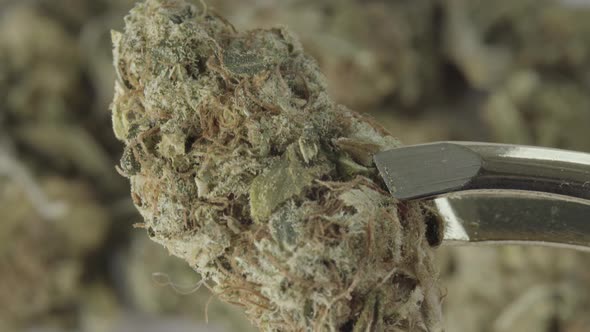 Marijuana. Cannabis. Hemp. Close-up alt