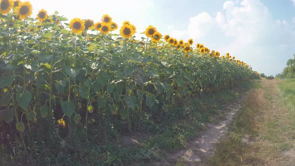 Walking Through A Field Of Sunflowers 2 alt