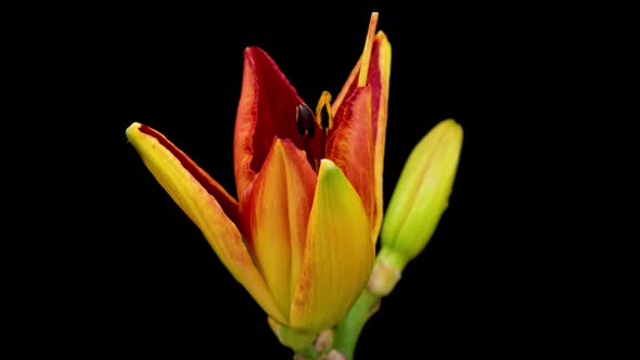 Spring Flowers Day Lily Opening alt