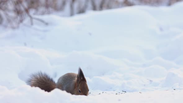 Closeup Portrait of Squirrel