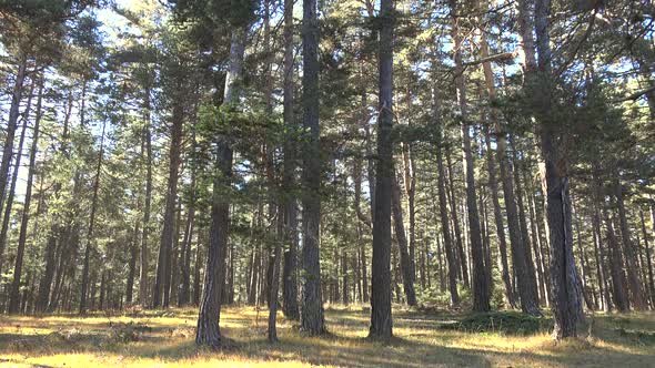 Dried Herbs Under Tree Trunks in The Pine Forest alt