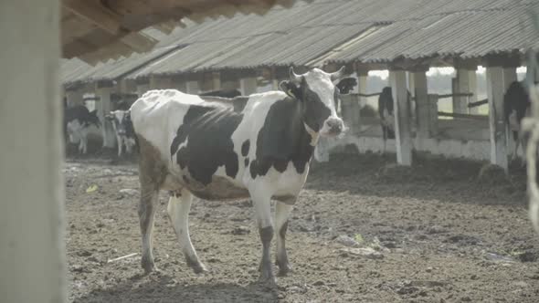 Cow Cows on the Farm. Slow Motion. Agriculture. alt