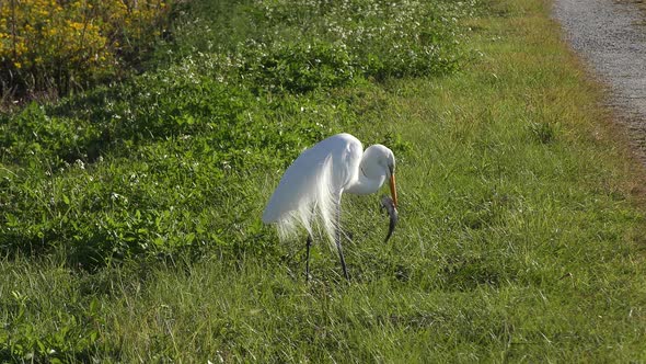  Great Egret With A Large Catfish