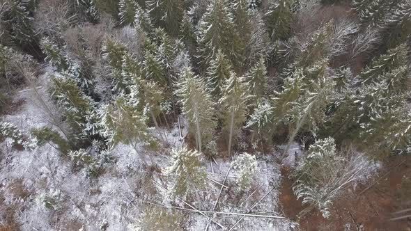 Flight over the Spruce Forest with the First Light Snow