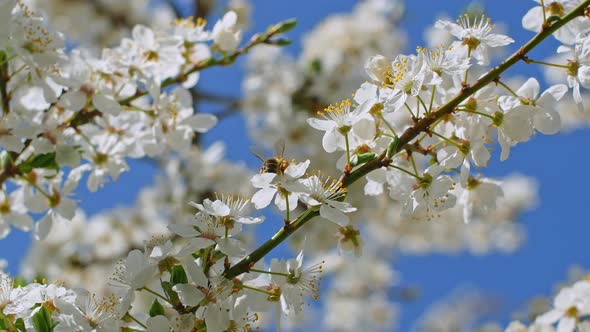 White flowers on a tree in the garden. Cherry tree in spring.