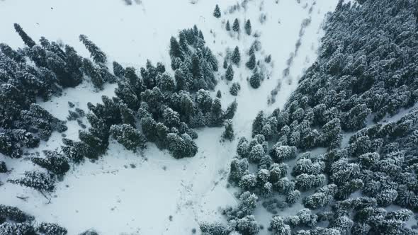 Aerial View at Winter Forest