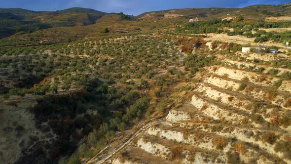 Flying Over Olive Farms in Spain At Sunset alt