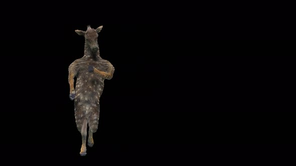 34 Zebra Dancing 4K alt