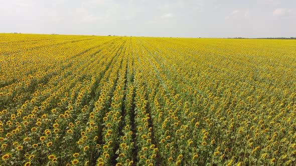 Top View of a Field with a Sunflower alt