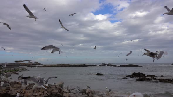 Ocean Waves Over Cliffs and Lot of Flying Seagulls alt