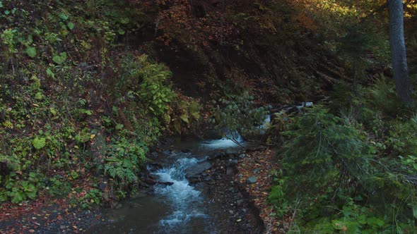 Mountain Stream with Crystal Water Flows Through Forest Covered with Colorful Fall Leaves