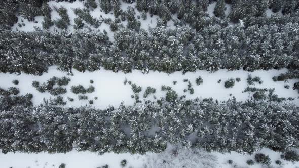Snowcovered Coniferous Forest From a Bird'seye View