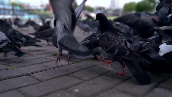 Flock of Doves Are Sitting on Ground in City Park, Flying From Camera alt