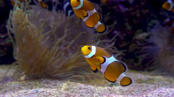 Ocellaris Clownfish or Amphiprion Ocellaris Swimming Underwater alt