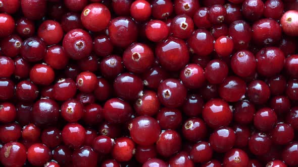 Harvest the red fresh cranberry, close up. Red berries background, rotates alt