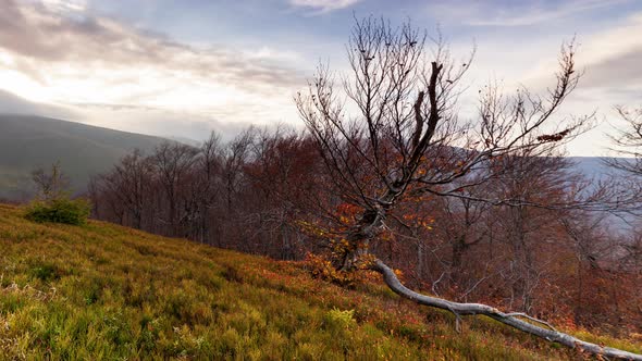 Carpathians Pylypets Ukraine alt