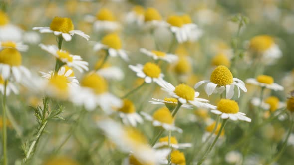 Herbaceous plant  Matricaria recutita in the field 4K 2160p 30fps UltraHD footage - Common Chamomile alt