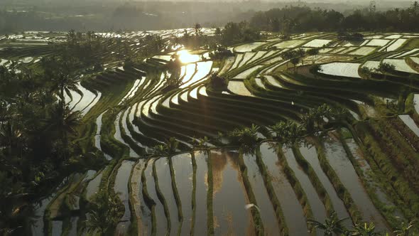 Aerial video in an amazing landscape rice field on Jatiluwih Rice Terraces, Bali, Indonesia alt